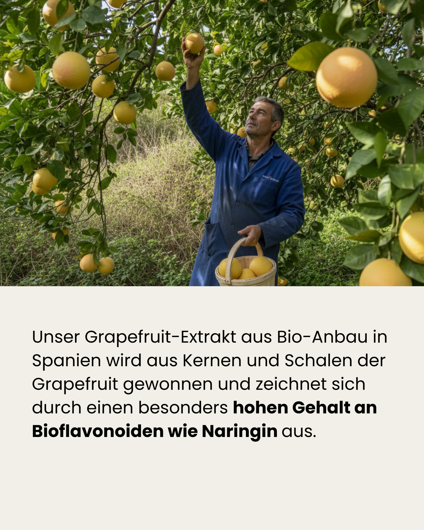 Bio Grapefruit Extrakt