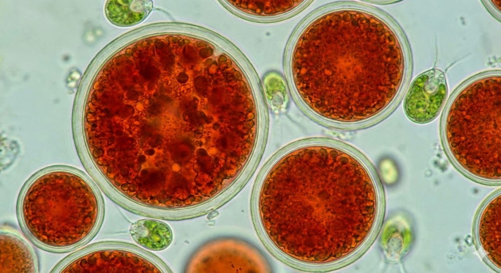 Astaxanthin: Das Hochleistungs‑Antioxidans, das deine Zellen vor altersbedingtem Stress schützt